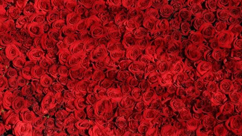 Smagliature Rosse: Un Segno di Bellezza o Imbarazzo?