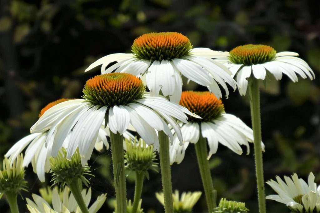 Echinacea