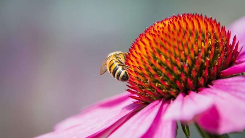 Echinacea a cosa serve? Proprietà e Controindicazioni