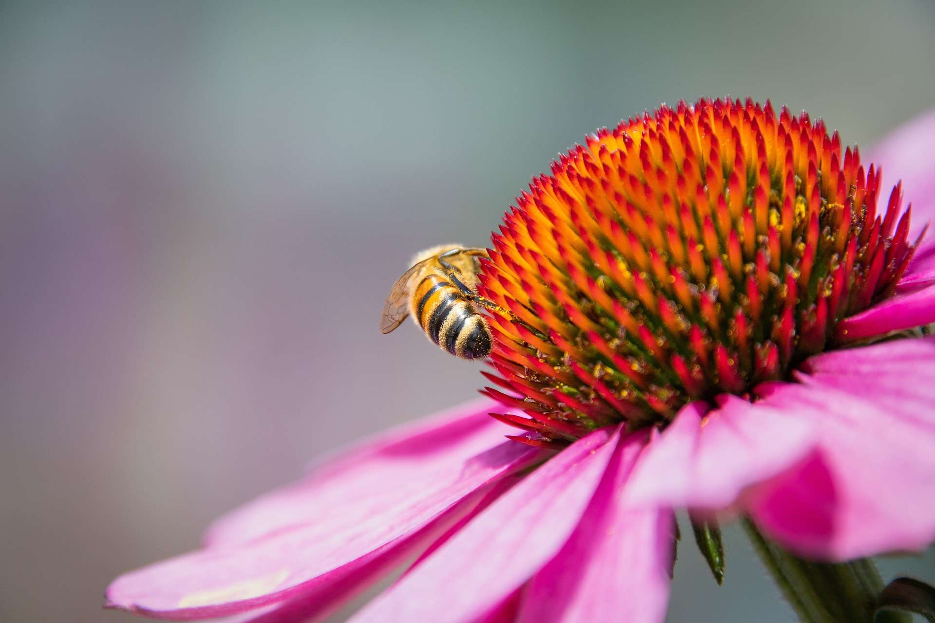 Echinacea a cosa serve? Proprietà e Controindicazioni