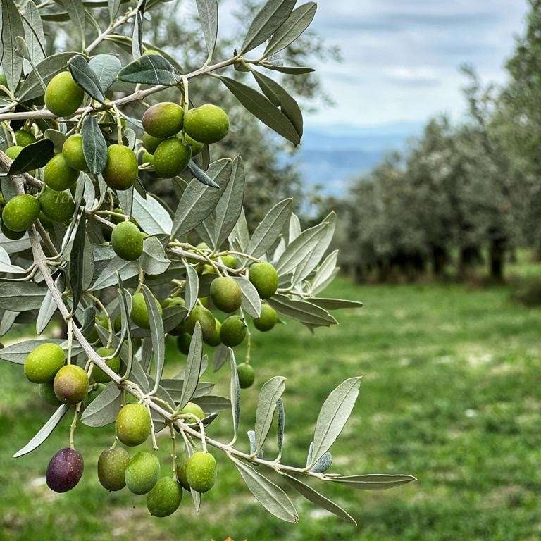 Il moraiolo di spello raccontato dall’imprenditore Mario Ciampetti