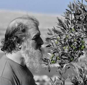È sicuramente questa la stagione più adatta per parlare di olio di oliva e noi in redazione abbiamo deciso di approfondire una delle cultivar più importanti e coltivate del centro Italia: il Moraiolo.