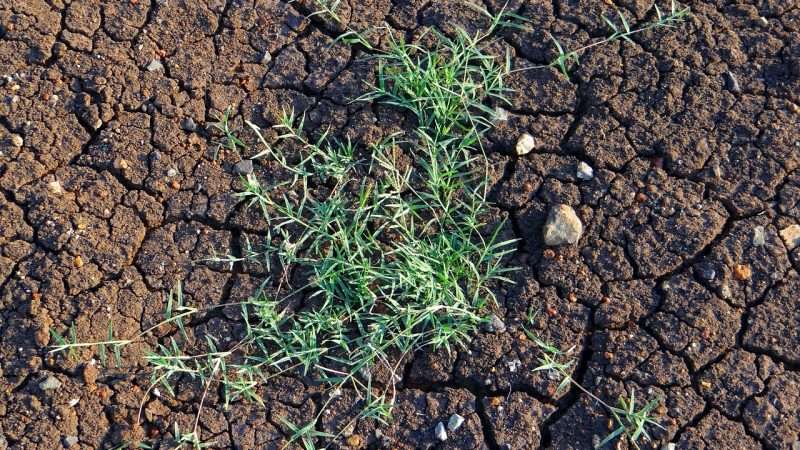 Allergia al Cynodon Dactylon: Sintomatologia e Cure